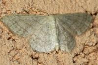 Idaea subsericeata