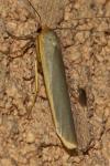 Manulea complana