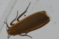 Katha depressa