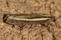 Agriphila tristella
