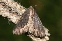 Dypterygia scabriuscula