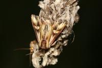 Actinotia polyodon