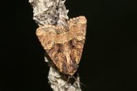 Mesapamea secalella/secalis