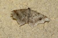Macaria alternata