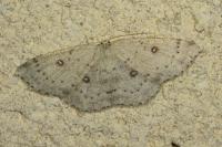 Cyclophora albipunctata