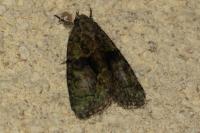 Cryphia algae