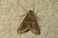 Endotricha flammealis