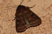 Diarsia rubi