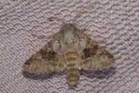 Hecatera bicolorata