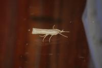Ancylolomia tentaculella