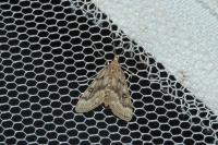 Parapoynx stratiotata