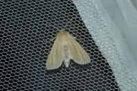 Mythimna pallens