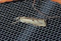 Agriphila geniculea