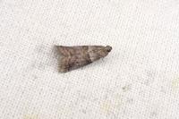 Acrobasis consociella