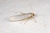 Eilema caniola