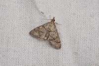 Metasia cuencalis bourgognei
