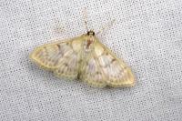 Patania ruralis