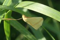 Rhodometra sacraria