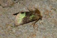 Diachrysia chrysitis