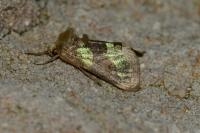 Diachrysia chrysitis