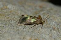 Diachrysia chrysitis