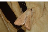 Mythimna vitellina