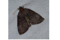 Ochropacha duplaris