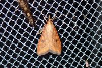 Udea ferrugalis