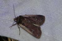 Ochropleura plecta