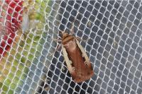 Ochropleura plecta