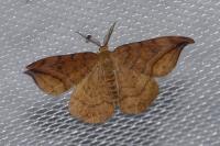 Drepana curvatula