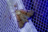 Mesoligia furuncula