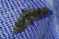 Chloroclystis v-ata