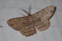 Hypomecis punctinalis