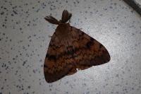 Lymantria dispar