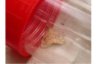 Evergestis pallidata