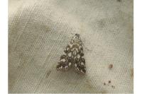 Elophila nymphaeata