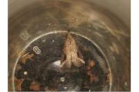 Schrankia costaestrigalis