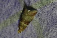Acrobasis repandana
