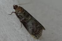Acrobasis advenella