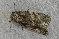 Acronicta rumicis