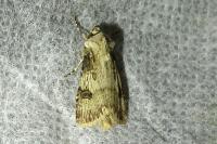 Agrotis puta