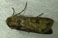 Agrotis segetum