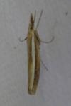Agriphila tristella