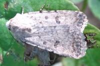 Caradrina clavipalpis