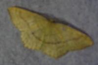 Cyclophora linearia