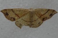 Cyclophora punctaria