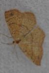 Cyclophora ruficiliaria