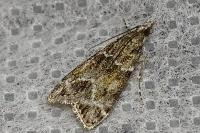 Eudonia mercurella