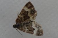 Epirrhoe alternata